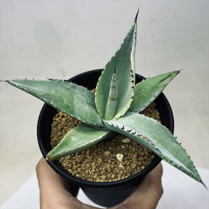 楽天市場】多肉植物：アガベ セルシーノバ*幅11cm : 遊恵盆栽 楽天市場店 