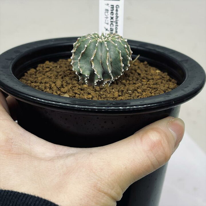楽天市場】サボテン：ゲオヒントニア メキシカーナ 実生*幅3cm 