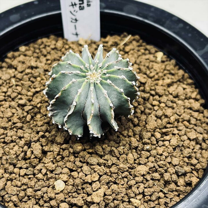 楽天市場】サボテン：ゲオヒントニア メキシカーナ 実生*幅3cm 