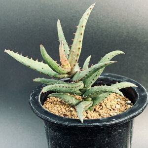 AFAG@JXeBjAG*10cm@iIi