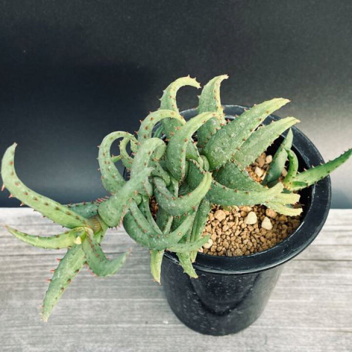 楽天市場】多肉植物：アロエ カスティロニアエ*幅15cm 現品！一品 