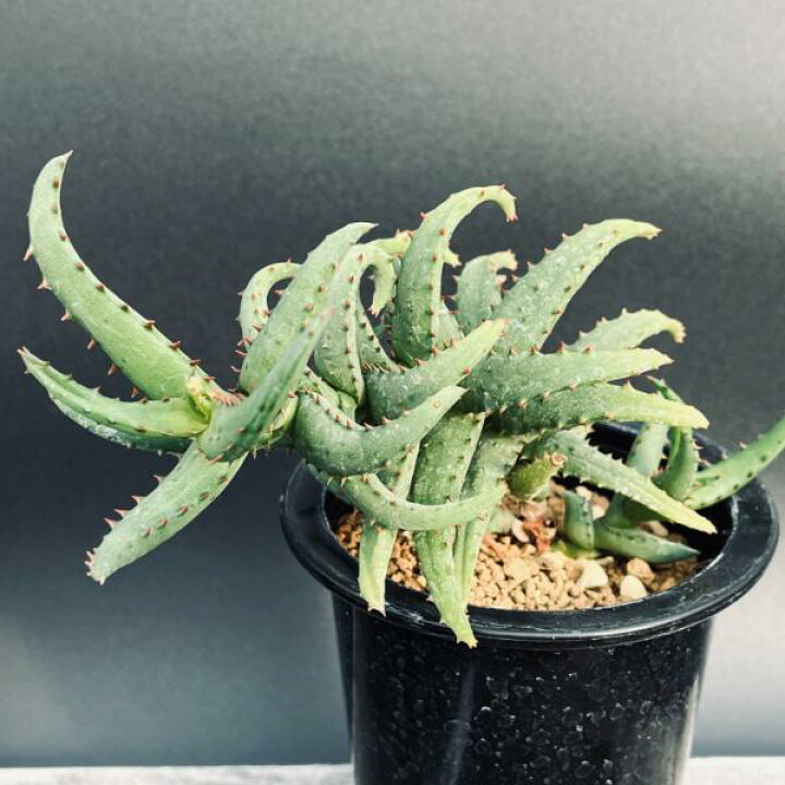 楽天市場】多肉植物：アロエ カスティロニアエ*幅15cm 現品！一品 