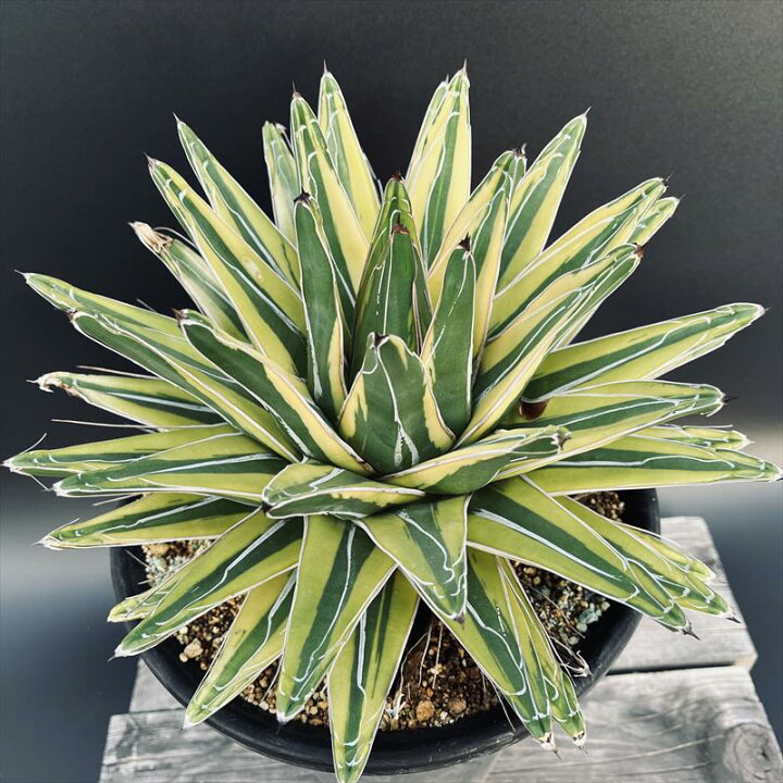 楽天市場】多肉植物：アガベ 笹の雪錦 覆輪*幅28cm 現品！一品限り 