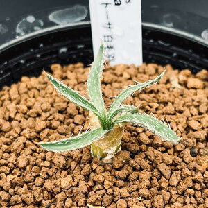 �����A���F�Q�`���X�@�Z�g�[�T�@���щH*�t��4cm