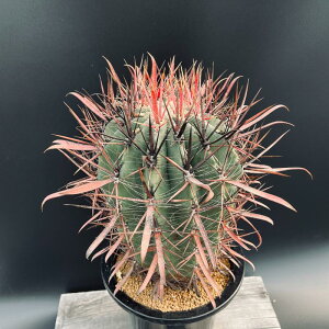 T{eFtFJN^X@̊*16cm@iIi