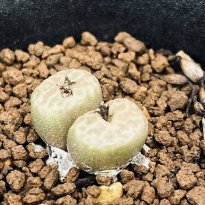 AFRmtBc AQJG egSi*S2cm@iIi