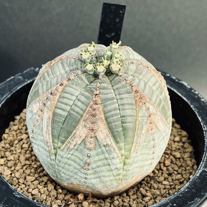 楽天市場】多肉植物：ユーフォルビア シンメトリカ*幅7cm 現品！一品  