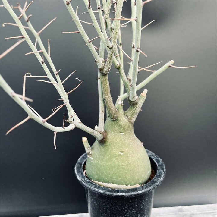 楽天市場】コーデックス：アデニア スピノーサ 実生*塊根幅8cm 現品  