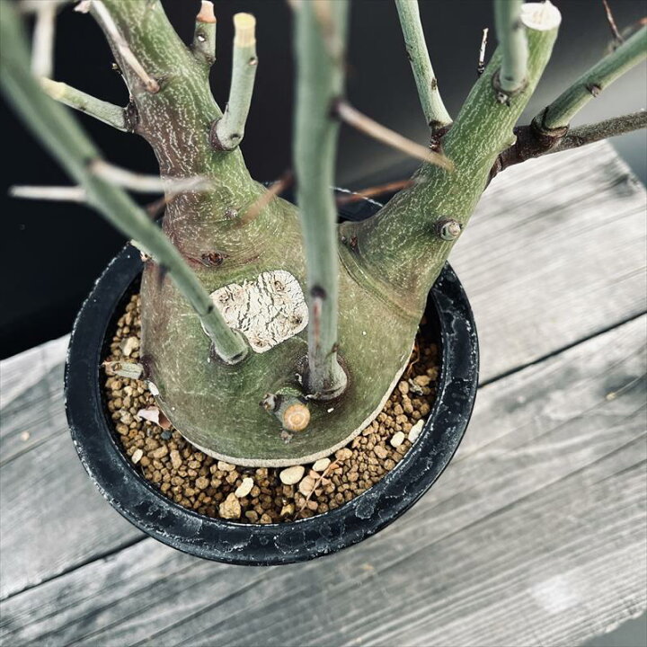 楽天市場】コーデックス：アデニア スピノーサ 実生*塊根幅9.5cm  