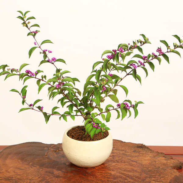 小品盆栽：紫式部 激安価格の 瀬戸焼白丸鉢 2021年落実 新作人気 送料無料bonsai