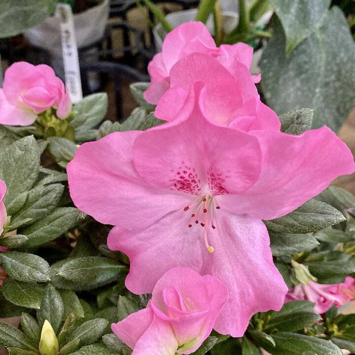 楽天市場 おしゃれ 観葉植物 花苗 鉢花 アザレア 西洋ツツジ 5号 遊恵盆栽 楽天市場店