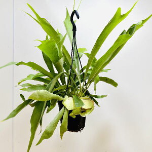 観葉植物 5号 コウモリラン Diy 工具の人気商品 通販 価格比較 価格 Com