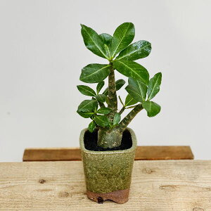 観葉植物 アデニウム アラビカムの通販 価格比較 価格 Com