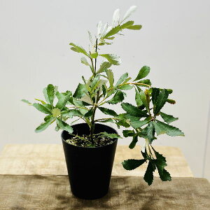観葉植物 花苗 苗の人気商品 通販 価格比較 価格 Com 観葉植物 花苗 苗の人気商品 通販 価格比較 価格 Com