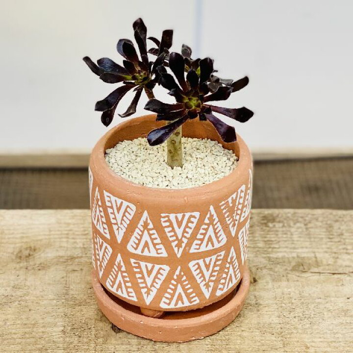 1080円 モデル着用 注目アイテム おしゃれ 観葉植物 多肉植物 アエオニウム 黒法師 白丸