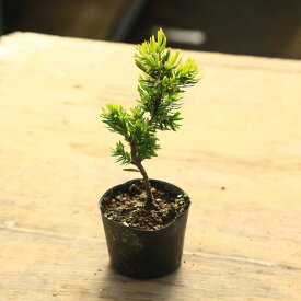 楽天市場 イチイ 花 観葉植物 花 ガーデン Diy の通販