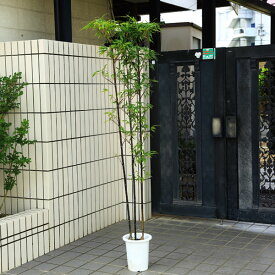 楽天市場 黒竹 の 育て 方の通販 楽天市場 黒竹 の 育て 方の通販