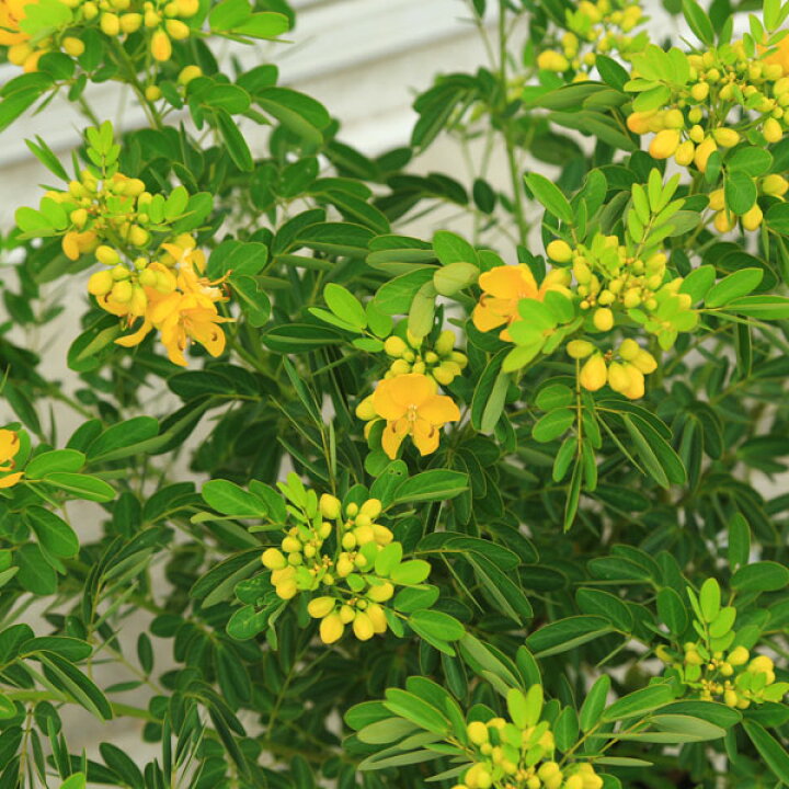 楽天市場 送料無料 庭木 植木 カッシアコリンボーサ カシア ハナセンナ 遊恵盆栽 楽天市場店