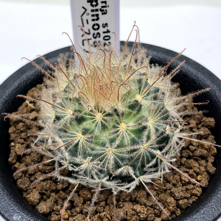 楽天市場 サボテン マミラリア ペニスピノーサ 幅4ｃｍ 遊恵盆栽 楽天市場店