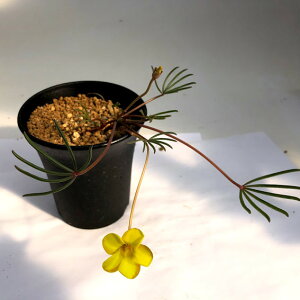 �����A���F�I�L�U���X*����