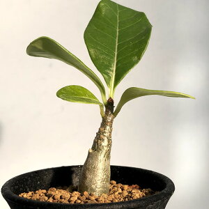 アデニウム 観葉植物の人気商品 通販 価格比較 価格 Com