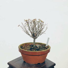 盆栽：欅(けやき)　現品*ケヤキ Zelkova serrata　Keyaki bonsai 小品盆栽