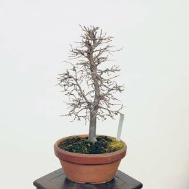盆栽：欅(けやき)　現品*ケヤキ Zelkova serrata　Keyaki bonsai 小品盆栽