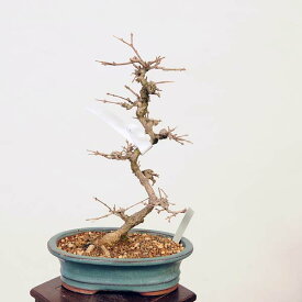 盆栽：におい楓　現品*かえで　カエデ　Kaede bonsai Acer 小品盆栽