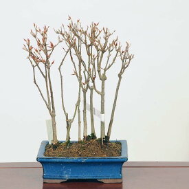 盆栽：楓寄せ　現品*かえで　カエデ　Kaede bonsai Acer 中品盆栽