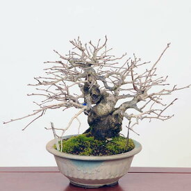 盆栽 特選：老爺柿 現品*ろうや柿 ロウヤ柿　Diospyros rhombifolia　rouyagaki bonsai 小品盆栽