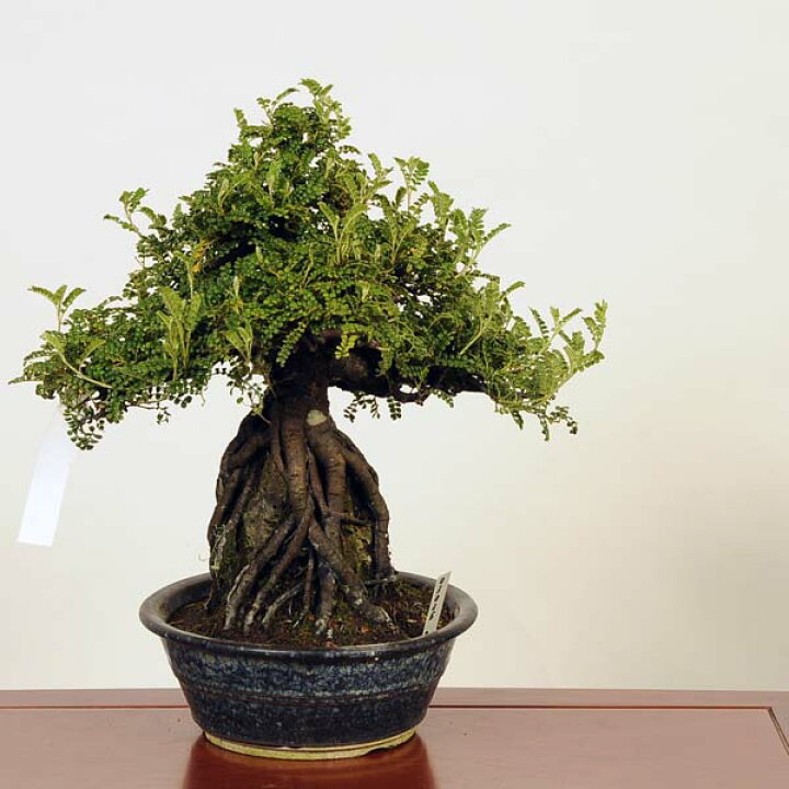 天然 テンバイ 磯山椒 サンゴ 珊瑚岩 盆栽