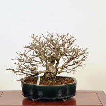 楽天市場】錦木（盆栽｜花・観葉植物）：花・ガーデン・DIYの通販