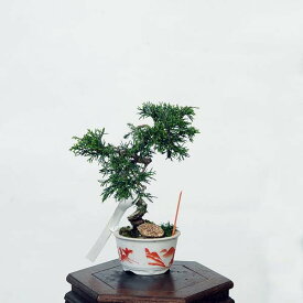 盆栽：糸魚川真柏 現品* しんぱく　シンパク Sabina chinesis　Shinpaku bonsai 中品盆栽