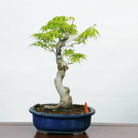 盆栽 ：青柳もみじ（アオヤギモミジ）現品*紅葉　Aoyagi-Momiji bonsai 中品盆栽