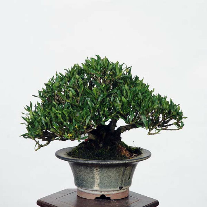 楽天市場】盆栽 特選：実成梔子(くちなし) 現品*クチナシ Rubiaceae 