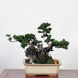 盆栽 特選：石化桧石付(ひのき)　現品　*ヒノキ　Chamaecyparis　Hinoki bonsai 中品盆栽