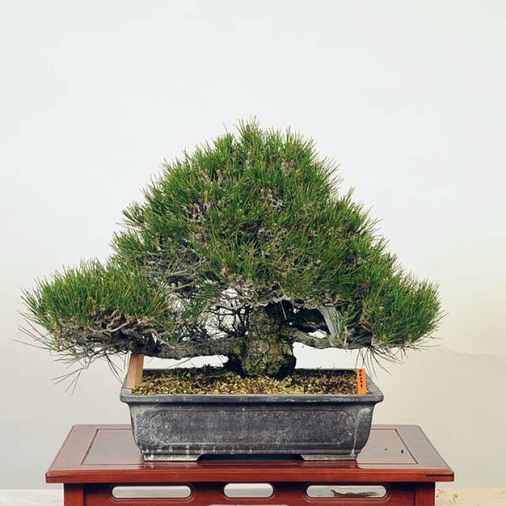 遊恵盆栽 特選：三河黒松* 現品 くろまつ クロマツ Kuromatsu bonsai 