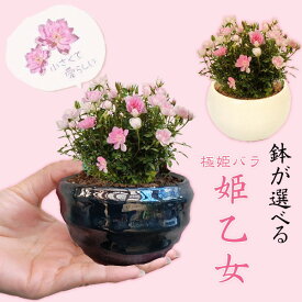 【母の日　プレゼント】【即日出荷可】ミニ盆栽：極姫バラ・姫乙女（丸陶器鉢）*bonsai