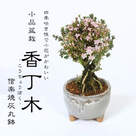 小品盆栽：香丁木(信楽焼灰丸鉢)*かみ山陶器 小花 花 四季咲き 鉢植え 鉢花 プレゼントにも bonsai