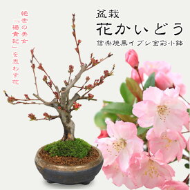 盆栽：花かいどう*(信楽焼黒イブシ金彩小鉢)*送料無料 カイドウ 花海棠　垂糸海棠【2025年春開花終了】bonsai