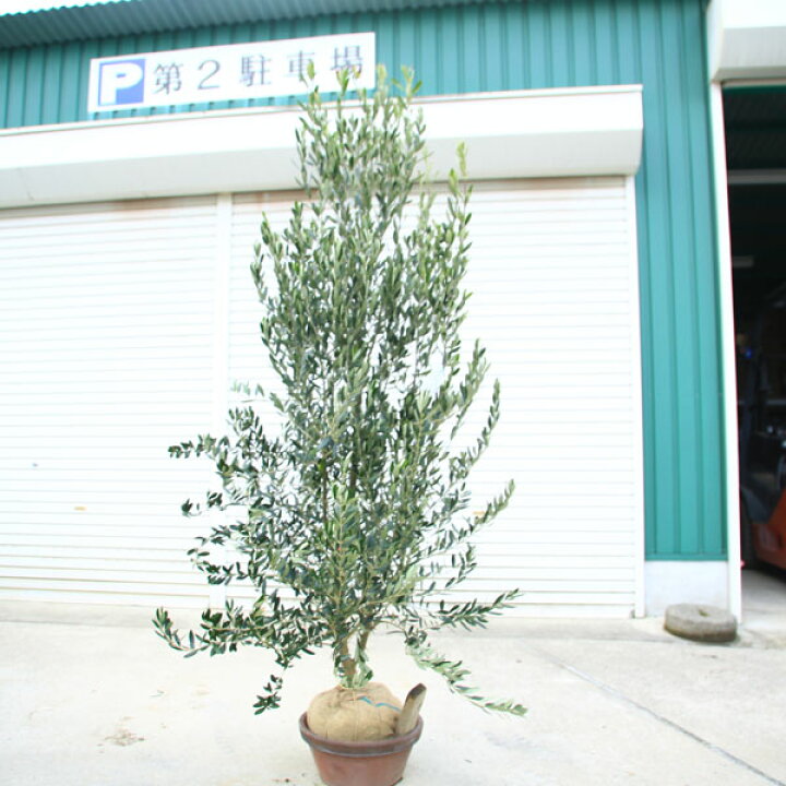 楽天市場】特選庭木・植木：オリーブ（シプレッシーノ）*樹高150cm 