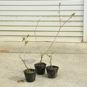 ��؁E�A�؁E�����Z�b�g�F���̕c��3��Z�b�g�@�݂ǂ���{��ԕԂ����{�����ǂ��*�@�A�؁@���@�c