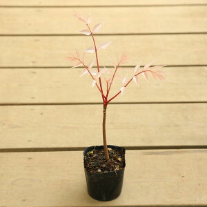 ��ؕc�E���i�F�`�����`���t���~���S�i�Z���_���j*���F�̐V�t��������