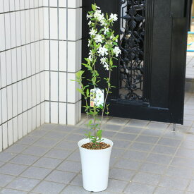 庭木・植木・鉢植え：　利休梅（りきゅうばい）リキュウバイ　全高100cm　硬質プラ鉢植え*そのまま置いて清楚なお花を楽しんで下さい