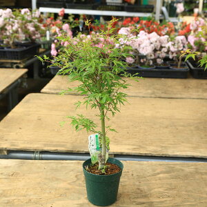 ؁EA؁@ ؕcFV̐샂~WiVm݂j*܂̂@݂@A}mK@gt@΃|bg