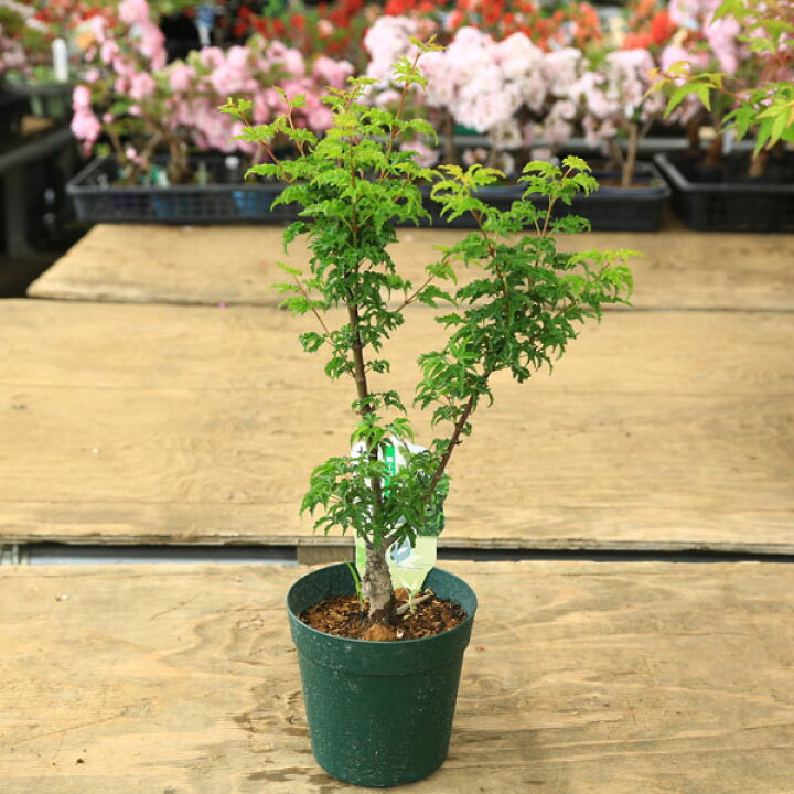 楽天市場】庭木・植木 庭木苗：獅子頭モミジ（獅子頭もみじ）ししが 