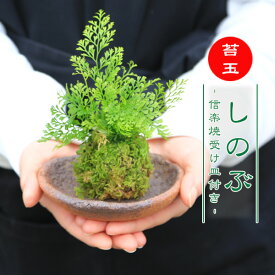 【即日出荷可】苔玉：しのぶ（信楽焼丸型受け皿付）*シノブ【送料無料】bonsai