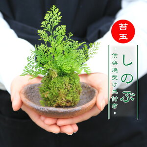 y ăMtgzyo׉zۋʖ~́F̂ԁiMyĊی^󂯎Mtj*Vmuyzbonsai