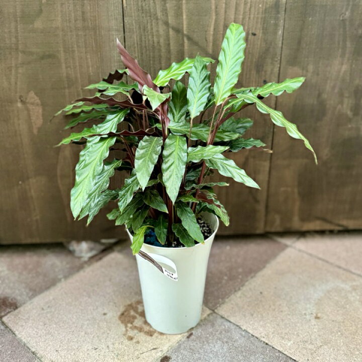楽天市場】おしゃれ 観葉植物：カラテア ルフィバルバ*5.5号 