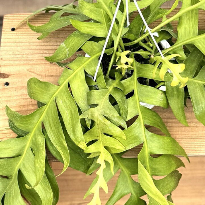 楽天市場】おしゃれ 観葉植物：エピフィラム クリソカルディウム*5号 